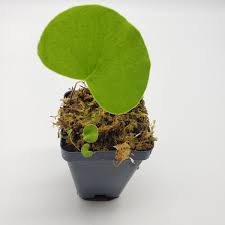 Image result for Utricularia tortilis