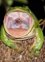 Image result for Good Times, Raining Frogs, Golden Showers, Golden Cattle, Where Is The Beef, Whales On Land, Pigs And Hogs, Faces In The Crowds.