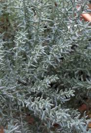 Image result for Helichrysum lastii