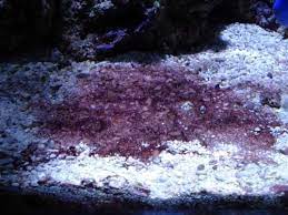 Heard @cory mention once erythromycin could work. Aquarium Cyanobacteria