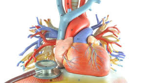 Maybe you would like to learn more about one of these? Musculo Cardiaco Inflamado Miocardite Viral Drogas Toxico Imune Puromd