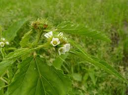 Image result for Melochia corchorifolia