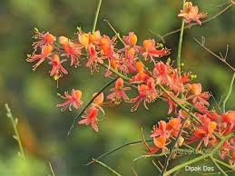 Image result for Coleus sessilifolius