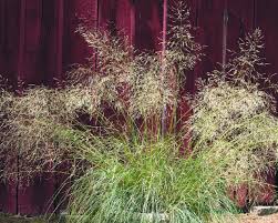 Image result for Eragrostis friesii