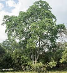 Image result for Kirkia