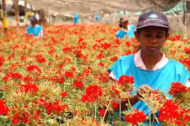 Blooming Time For Sri Lanka Floriculture Industry