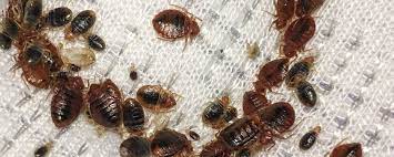 Female bedbugs may lay hundreds of eggs, each of. What Is The Main Cause Of Bed Bugs Southern Perimeter