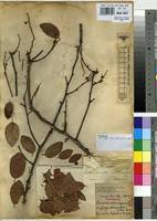 Image result for Pseudolachnostylis maprouneifolia
