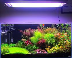 Untitled In 2020 Fresh Water Fish Tank Fish Tank Aquascape Aquarium