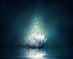 Set in a tropical resort, it follows the exploits of various guests and employees over the span of a week. White Lotus Flower Illustration Flower Water Lights Lotus Flower Water Sparkle Bloom Wate Lotus Flower Wallpaper Flower Illustration White Lotus Flower