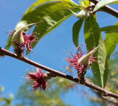 Alibaba.com offers 1,201 fruit tree peach products. Freeze Damage To Local Fruit Crops Nc State Extension