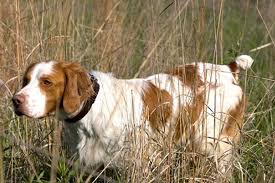 Bird Dog Breeds