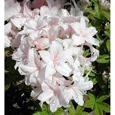 White Lights Deciduous Exbury Azalea Very Hardy 4 Pot Walmart Com Unusual Flowers Azaleas Azalea Shrub