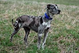 All Black Catahoula Leopard Dog Full Body Gray Catahoula Catahoula Leopard Dog Leopard Dog Louisiana Catahoula Leopard Dog