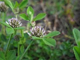 Image result for Trifolium wentzelianum