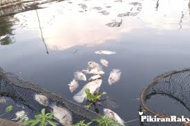 Danau dolina dapat terjadi juga karena adanya air di dalam tanah kapur tinggi. Ribuan Ikan Di Waduk Saguling Ditemukan Mati Pikiran Rakyat Com