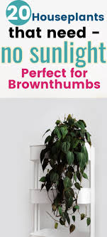 20 Indoor Houseplants That Need Almost Zero Sunlight Thatwowgarden Low Light House Plants Easy House Plants Kitchen Plants