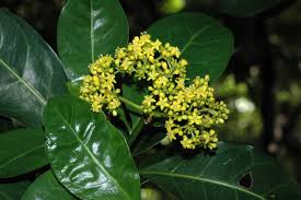 Image result for Psychotria capensis