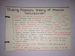 A Level Biology Revision Muscle Contraction Biology Revision Muscle Structure