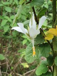 Image result for Hibiscus fuscus