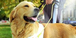 Merck animal health has made life easier for pet parents to administer insulin to their pets. Best Homemade Diet For Dog With Diabetes Homemade Diabetic Dog Food Recipe Ruby Stewbie I Like This Because It You May Also Read Darmowki Stardoll Com