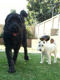 Black Russian Terrier Wirehair Terrier With Images Black Russian Terrier Wire Fox Terrier Fox Terrier