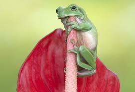 Raccolte di carolina • ultimo aggiornamento: Sap Fiori Schulungen