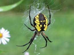 Argiope Aurantia Black And Yellow Garden Spider Pictures And Spider Garden Spider Spider Pictures Spider Identification
