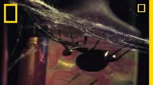 Astronomers have noted similar behavior among two rare breeds of binary system that contain rapidly spinning neutron. Deadliest Mates Black Widow Spider National Geographic Youtube