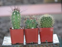 Succulents are available in some of the most curious shapes and sizes. How To Buy Cactus Online India Best Place To Buy Cactus Online