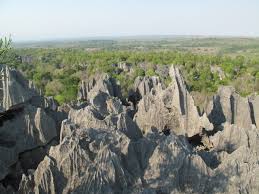 Image result for Erythroxylum platycladum