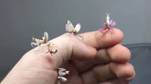 Maybe you would like to learn more about one of these? Orchid Mantis Baby S Youtube