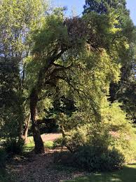 Image result for Quercus suber