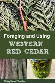 Location of white cedar sap for the tree fellers guild in blade and soul. Foraging Western Red Cedar And Its Benefits Uses All Posts Healing Harvest Homestead