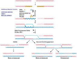 Image result for BRCA2