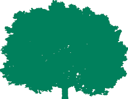 In case there are any questions left and/or you would like to become our customer, please contact us through a webform in the contact section. Buy Acacia Baileyana Purpurea Online Southern Woods