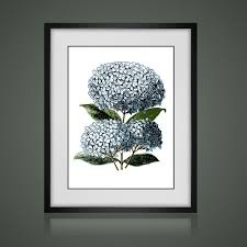 Black And White Flower Prints In Frames Floral Print Hydrangea Matted And Framed Botanical Print Gallery Wall Art Framed Antique Print Framed Botanical Prints Art Gallery Wall Floral Prints Art