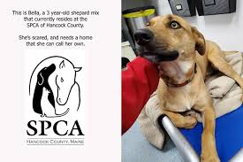 Maine department of agriculture, conservation & forestry. Available For Adoption Loving Bella S Been Through A Lot
