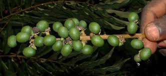 Image result for Deinbollia