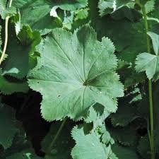 Image result for Alchemilla kiwuensis