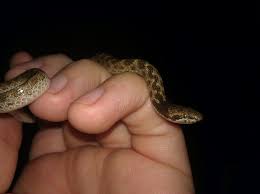 The snake is a family of reptiles with long bodies, and yes! Notes On California Nightsnake Feeding Field Herp Forum