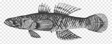 Over 2,853 crazy fish pictures to choose from, with no signup needed. Crazy Fish Eleotridae Oxyeleotris Marmorata Animal Crazy Animals Seafood Png Pngegg
