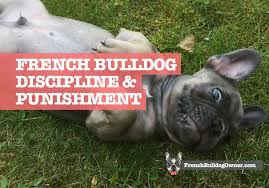French bulldog bellevue, washington, united states. How To Discipline French Bulldog Puppy 7 Punishment Alternatives