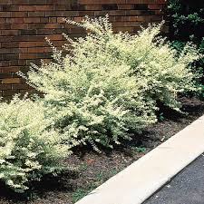 Image result for Ligustrum sinense