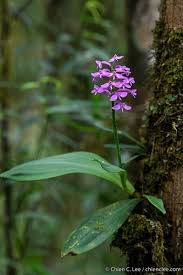 Image result for Cynorkis symoensii