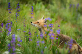 Seeing Foxes? Here's What It Means, Spiritually