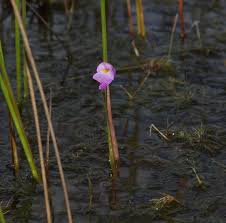 Image result for Eleocharis confervoides