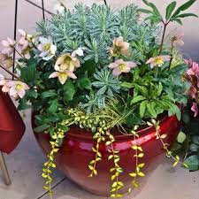 Abundant blooms cluster atop stems throughout spring. Euphorbia Characias Glacier Blue Spurge From Garden Center Marketing
