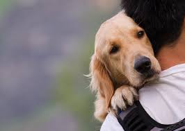 For example my pup was born oct 15th, so on jan 15 he will be 3 months, but it's more than 12 weeks.how do you calculate? Puppy Diarrhea Home Remedies For Dog Diarrhea When To Call Vet