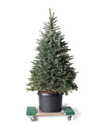 How To Keep Your Live Christmas Tree Fresher For Longer Live Christmas Trees Christmas Tree Care Potted Christmas Trees